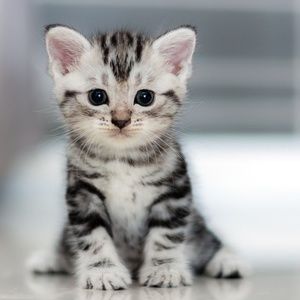 Meet your Posher, Terry